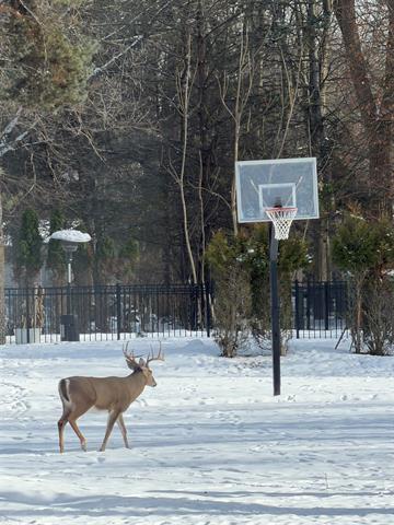 Builiding view thirty two for 23558 Russell, Southfield, MI. 48075