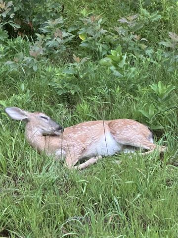 Builiding view sixty three for 16527 Lake Michigan, West Olive, MI. 49460