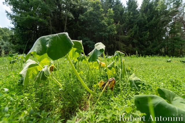 Builiding view one hundred thirty five for 4751 Johnson, Gowen, MI. 49326