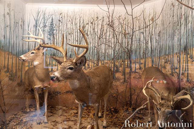 Builiding view seventy two for 4751 Johnson, Gowen, MI. 49326