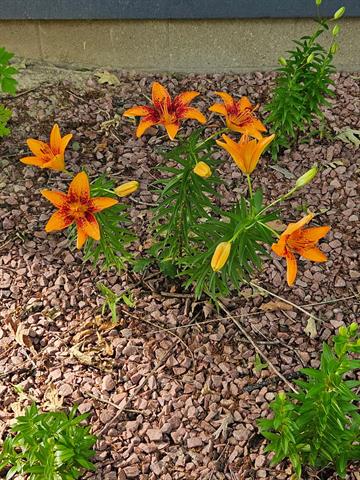 Builiding view sixty seven for 5770 Us 12, Buchanan, MI. 49107