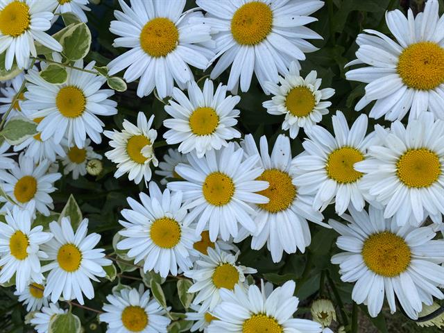 Builiding view thirty eight for 201 Mandalay, Kalamazoo, MI. 49009