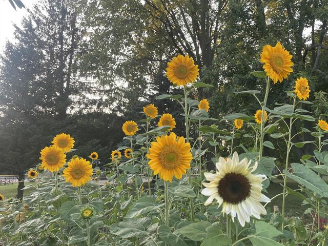 Builiding view seventy for 501 Oakleigh, Grand Rapids, MI. 49504