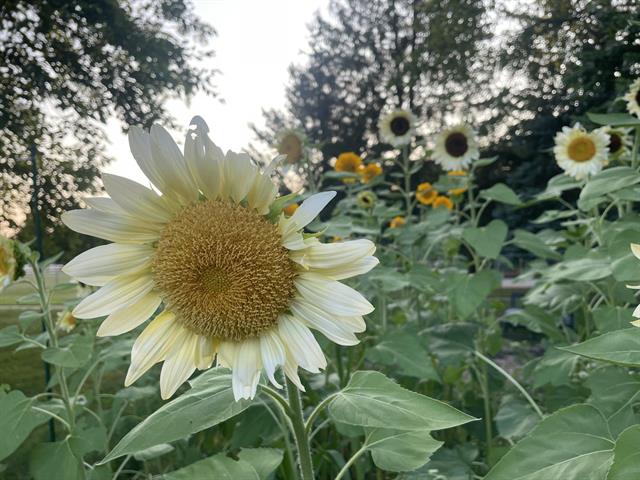 Builiding view sixty eight for 501 Oakleigh, Grand Rapids, MI. 49504