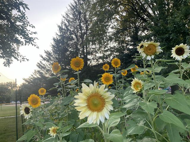 Builiding view sixty nine for 501 Oakleigh, Grand Rapids, MI. 49504