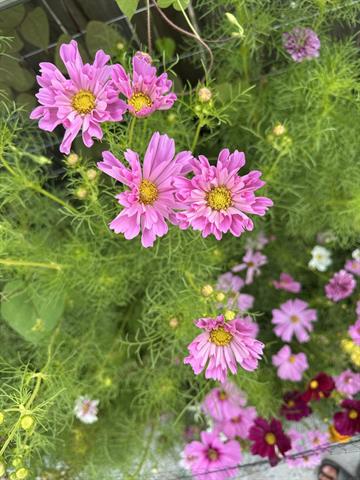 Builiding view sixty for 501 Oakleigh, Grand Rapids, MI. 49504