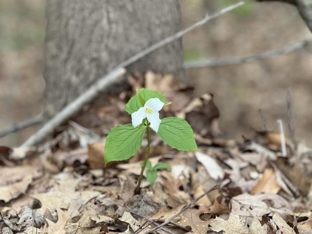 Builiding view forty three for 6629 East, Three Oaks, MI. 49128
