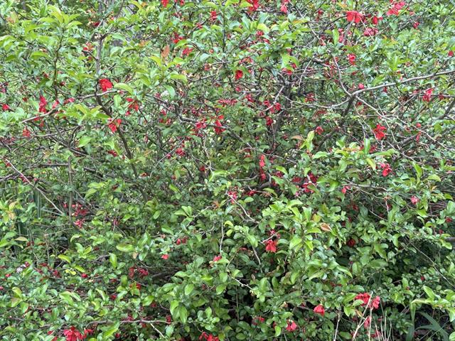 Builiding view thirty seven for 6629 East, Three Oaks, MI. 49128