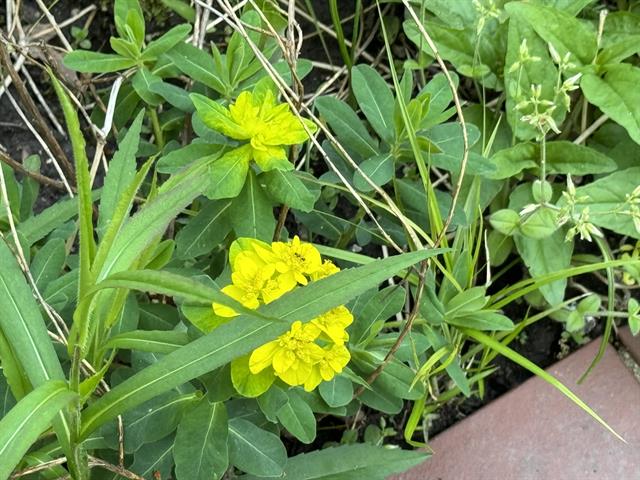 Builiding view thirty six for 6629 East, Three Oaks, MI. 49128