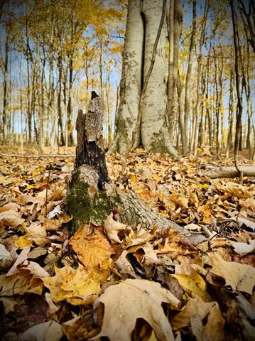 Builiding view thirty for 6629 East, Three Oaks, MI. 49128