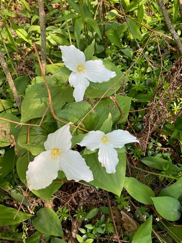 Builiding view forty four for 5635 Leland Woods, Leland, MI. 49654