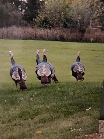 Builiding view fifty eight for 1268 Maple Ln, Brooklyn, MI. 49230