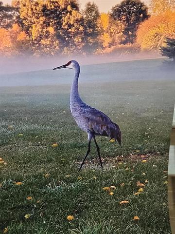 Builiding view fifty nine for 1268 Maple Ln, Brooklyn, MI. 49230