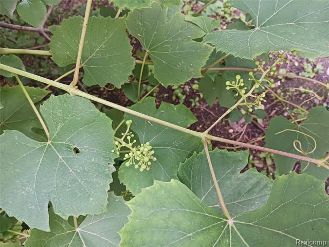 Builiding view forty four for 160 Chippewa, Pontiac, MI. 48341