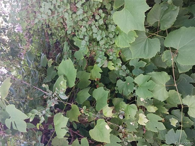 Builiding view forty three for 160 Chippewa, Pontiac, MI. 48341