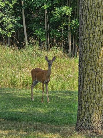 Builiding view four for 1113 Euclid, Alma, MI. 48801
