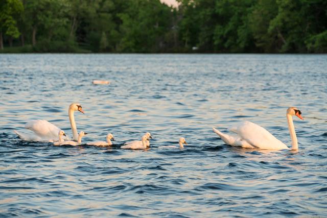 Builiding view fifty one for 3984 Lamont, Waterford, MI. 48329