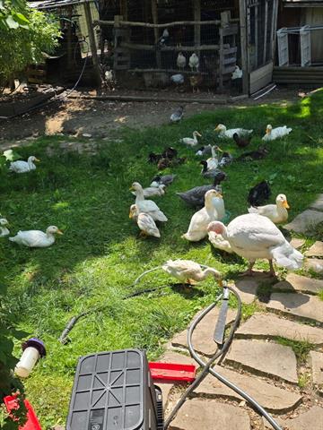 Builiding view thirty five for 2348 Segwun, Lowell, MI. 49331