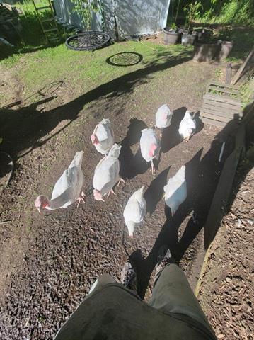 Builiding view thirty six for 2348 Segwun, Lowell, MI. 49331