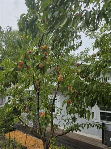 Builiding view thirty for 2348 Segwun, Lowell, MI. 49331