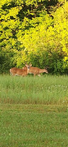 Builiding view forty three for 8770 Vickeryville, Vestaburg, MI. 48891