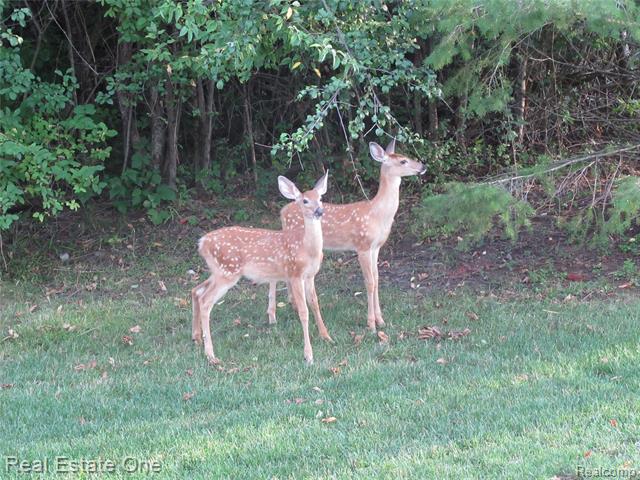 Builiding view sixty four for 7026 Daventry Woods, West Bloomfield, MI. 48322