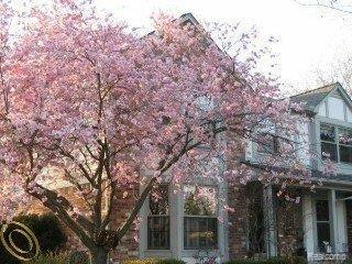 front view for 6893 Mountain Dr, Troy, Mi. 48098