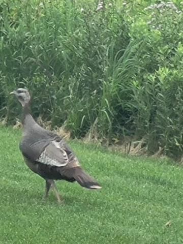 Builiding view nineteen for 52229 Tacoma Narrows, Macomb, MI. 48042