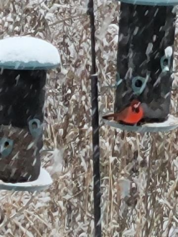 Builiding view twenty for 52229 Tacoma Narrows, Macomb, MI. 48042