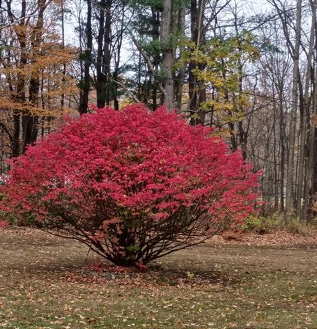 Builiding view fifty five for 7241 Bryce, North Street, MI. 48049