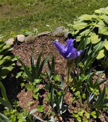 Builiding view fifty four for 7241 Bryce, North Street, MI. 48049