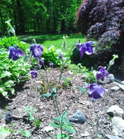 Builiding view fifty nine for 7241 Bryce, North Street, MI. 48049