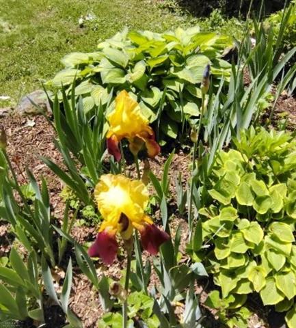 Builiding view fifty six for 7241 Bryce, North Street, MI. 48049