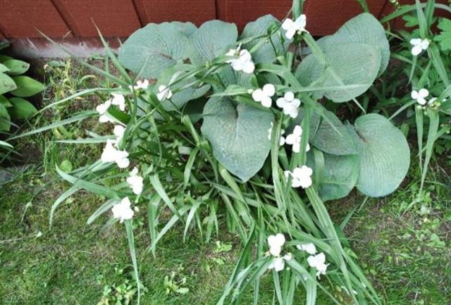 Builiding view sixty two for 7241 Bryce, North Street, MI. 48049